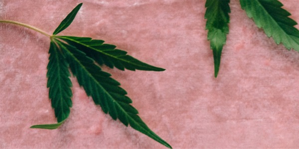 Estos son los beneficios del CBD