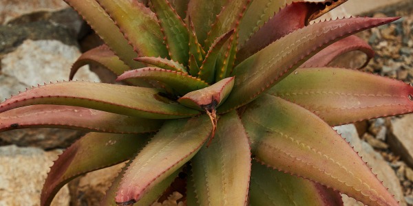 Propiedades y beneficios del Aloe Vera en la piel.