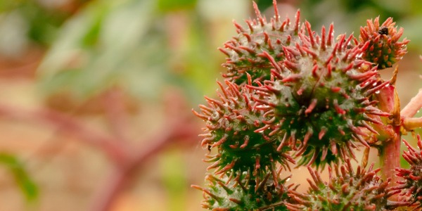 Propiedades del Aceite de Ricino.