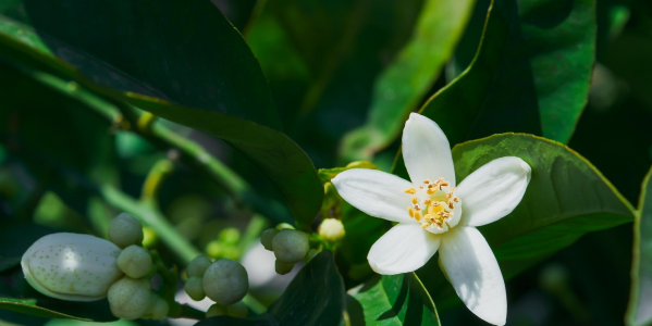 La vainilla, aroma para tus sentidos y propiedades para tu piel