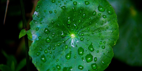 Centella asiática: el secreto ancestral que regenera tu piel 